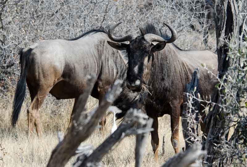 232 - Namibia - Nus - parque nacional de Etosha
